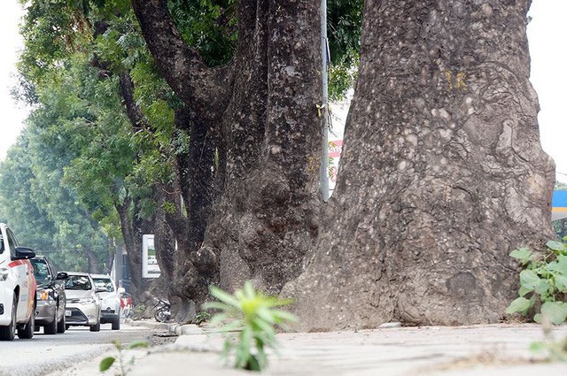 500 cây xà cừ hàng chục năm tuổi trước ngày chặt hạ - Ảnh 5. 500 cây xà cừ hàng chục năm tuổi trước ngày chặt hạ - Ảnh 5.