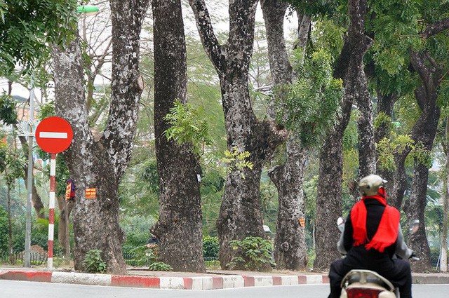 500 cây xà cừ hàng chục năm tuổi trước ngày chặt hạ - Ảnh 8. 500 cây xà cừ hàng chục năm tuổi trước ngày chặt hạ - Ảnh 8.