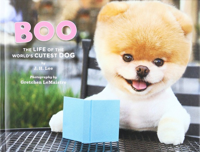 Bức ảnh này mang đến cho các bạn hình ảnh của Boo, chú chó đáng yêu nổi tiếng trên Instagram. Với đôi mắt lấp lánh và bộ lông rậm mịn, bạn sẽ không thể không yêu chú chó này. Hãy xem và cùng thưởng thức những khoảnh khắc đáng yêu của Boo.