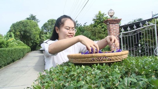 Cô giáo 9X làm trà từ hàng ngàn loại hoa ở Sa Đéc - Ảnh 1.
