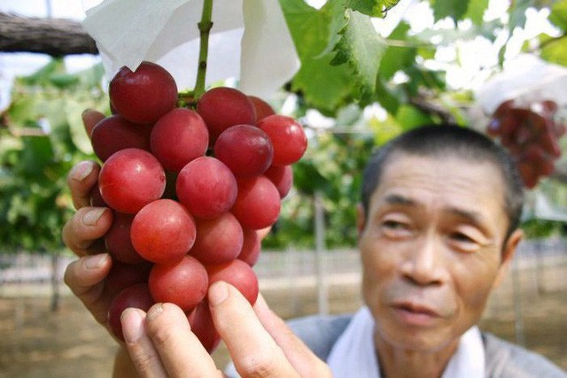 Những món ăn đắt xắt ra miếng giới nhà giàu Việt săn lùng trong tết Kỷ Hợi - Ảnh 2. Những món ăn đắt xắt ra miếng giới nhà giàu Việt săn lùng trong tết Kỷ Hợi - Ảnh 2.