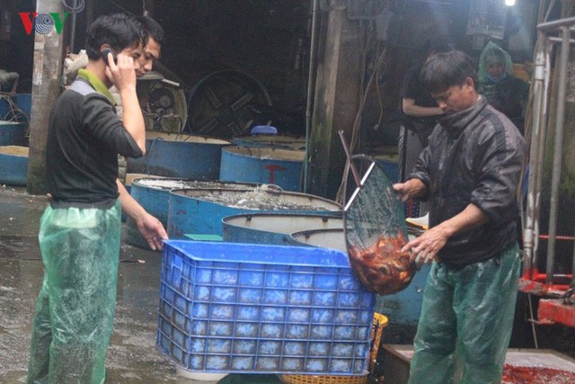  Chợ cá lớn nhất Hà Nội nhộn nhịp trước lễ ông Công ông Táo  - Ảnh 7.