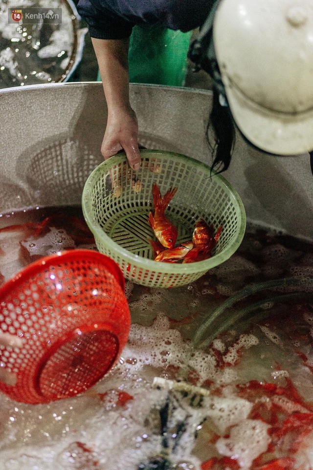  Ảnh, clip: Chợ cá lớn nhất Hà Nội nhộn nhịp từ tờ mờ sáng ngày tiễn ông Công ông Táo về trời  - Ảnh 20.