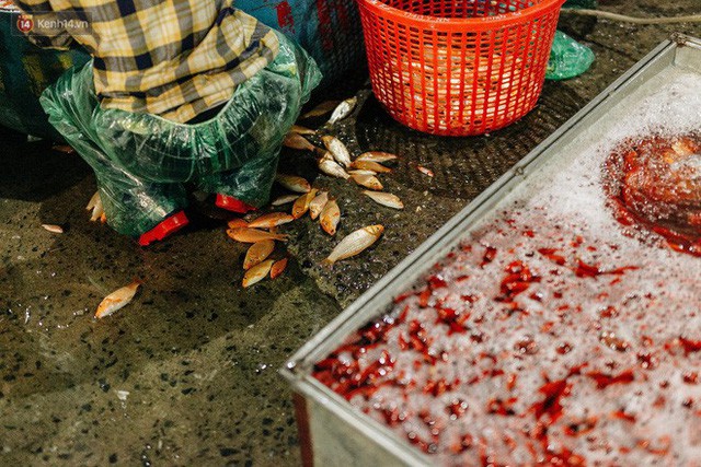  Ảnh, clip: Chợ cá lớn nhất Hà Nội nhộn nhịp từ tờ mờ sáng ngày tiễn ông Công ông Táo về trời  - Ảnh 9.