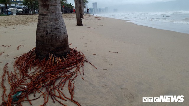  Ảnh: Mang sắt thép quây chằng chịt cả trăm cây dừa ven bãi biển hấp dẫn nhất hành tinh  - Ảnh 6.
