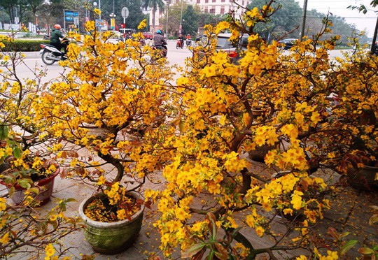 Mai vàng nở “tung tóe”, người buôn lo mất Tết - Ảnh 1.