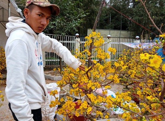 Mai vàng nở “tung tóe”, người buôn lo mất Tết - Ảnh 6.