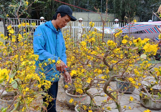 Mai vàng nở “tung tóe”, người buôn lo mất Tết - Ảnh 7.