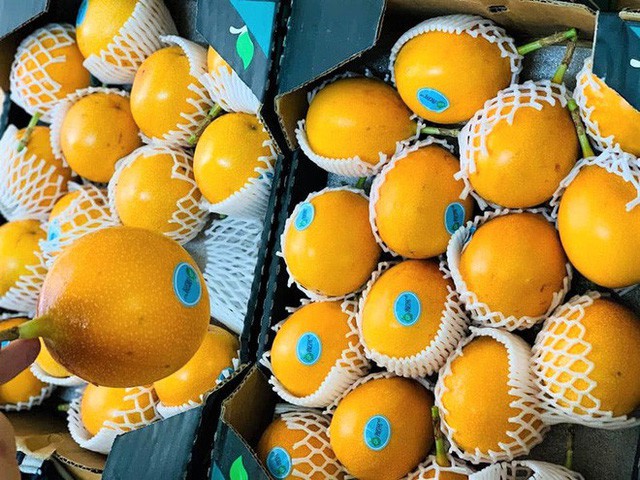  Sính ngoại, nhà giàu đổ xô mua chanh leo vàng giá 800.000 đồng/kg  - Ảnh 2.