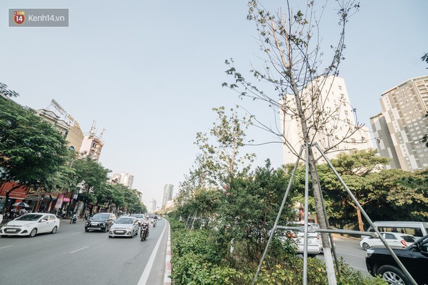 Ngỡ ngàng nhìn hàng phong lá đỏ chết khô trên đường phố Hà Nội dịp vào thu - Ảnh 2.