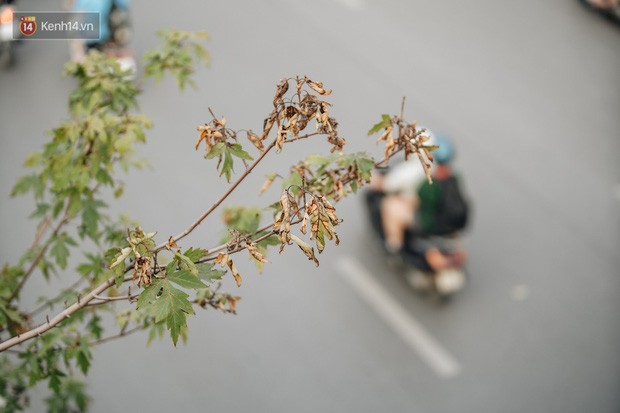 Ngỡ ngàng nhìn hàng phong lá đỏ chết khô trên đường phố Hà Nội dịp vào thu - Ảnh 4.