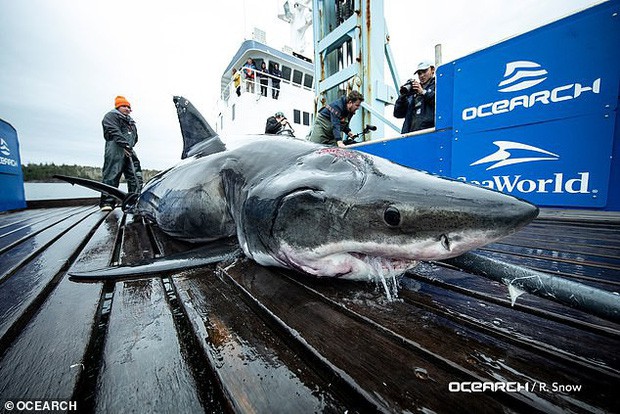 Trục vớt cá mập trắng khổng lồ nặng nửa tấn với 2 vết cắn lớn sau gáy: Hung thủ là con quái vật to cỡ nào cơ chứ? - Ảnh 1.