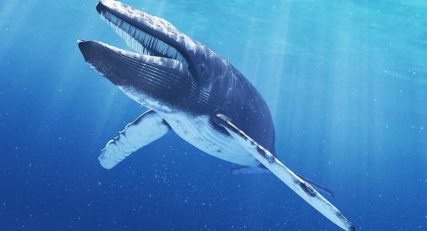 Một con cá voi có thể nặng đến cả trăm tấn nhưng làm sao khoa học biết được điều đó? - Ảnh 1.