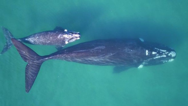 Một con cá voi có thể nặng đến cả trăm tấn nhưng làm sao khoa học biết được điều đó? - Ảnh 2.