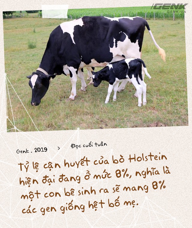 Đọc cuối tuần: Nước Mỹ có 9 triệu con bò sữa, nhưng tất cả chỉ là con cháu của 2 con bò đực - Ảnh 6.