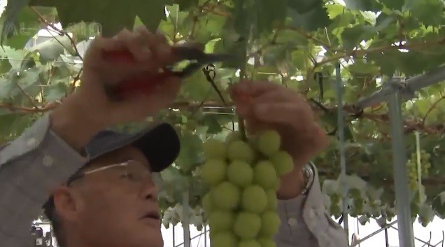 Nho sữa Nhật Bản đắt đỏ được trồng thế nào? - Ảnh 11. Nho sữa Nhật Bản đắt đỏ được trồng thế nào? - Ảnh 11.