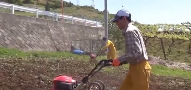 Nho sữa Nhật Bản đắt đỏ được trồng thế nào? - Ảnh 2. Nho sữa Nhật Bản đắt đỏ được trồng thế nào? - Ảnh 2.