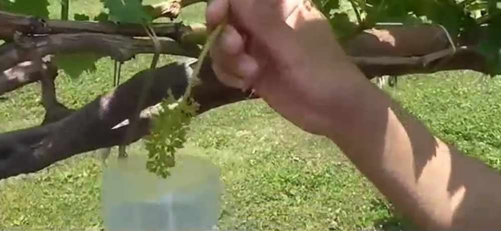 Nho sữa Nhật Bản đắt đỏ được trồng thế nào? - Ảnh 3. Nho sữa Nhật Bản đắt đỏ được trồng thế nào? - Ảnh 3.