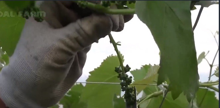 Nho sữa Nhật Bản đắt đỏ được trồng thế nào? - Ảnh 5. Nho sữa Nhật Bản đắt đỏ được trồng thế nào? - Ảnh 5.