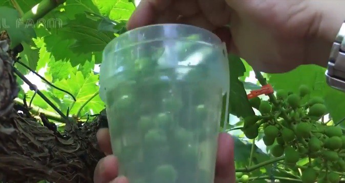 Nho sữa Nhật Bản đắt đỏ được trồng thế nào? - Ảnh 7. Nho sữa Nhật Bản đắt đỏ được trồng thế nào? - Ảnh 7.