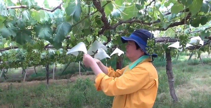 Nho sữa Nhật Bản đắt đỏ được trồng thế nào? - Ảnh 8. Nho sữa Nhật Bản đắt đỏ được trồng thế nào? - Ảnh 8.