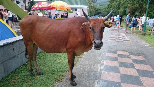 Băng đảng bốn con bò hung hăng cướp sạch rau củ trong siêu thị Hong Kong ngay giữa thanh thiên bạch nhật - Ảnh 5.