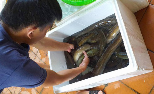 Quảng Bình: Chàng thanh niên làm giàu từ nuôi cá chình - Ảnh 2.