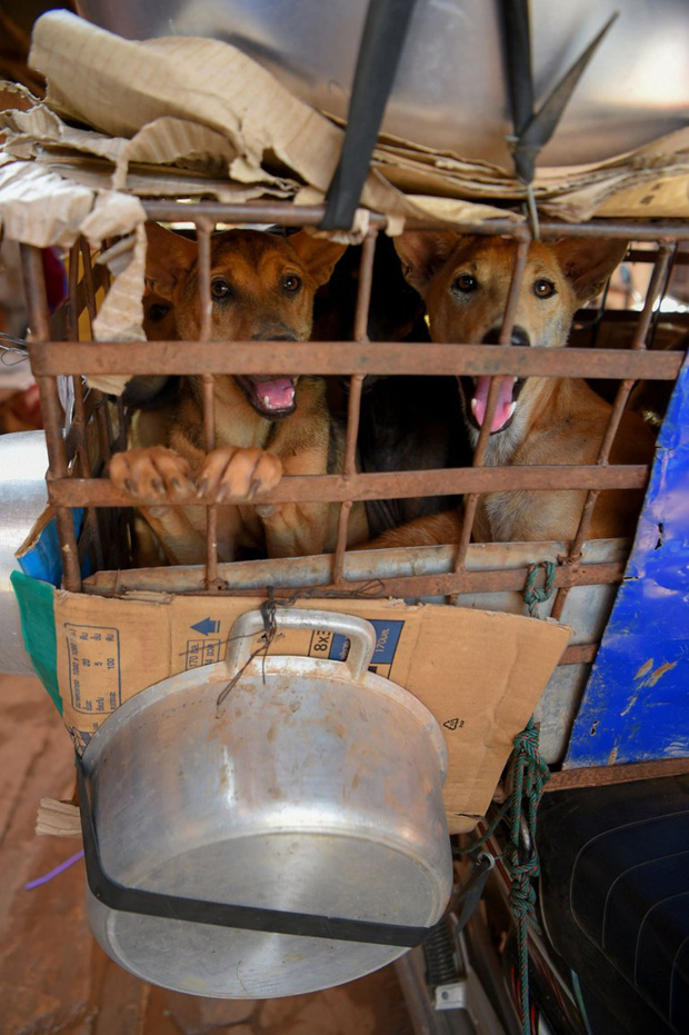 Ngành kinh doanh thịt chó ở Campuchia: Tàn bạo, đầy tội lỗi và những hệ lụy sức khỏe đáng báo động - Ảnh 3.