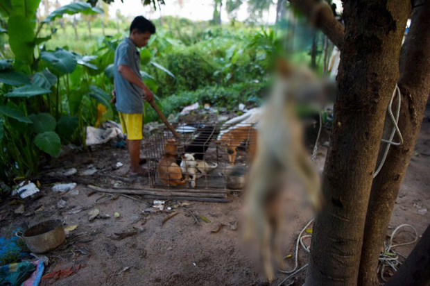 Ngành kinh doanh thịt chó ở Campuchia: Tàn bạo, đầy tội lỗi và những hệ lụy sức khỏe đáng báo động - Ảnh 5.