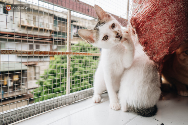 Nhà Mèo và câu chuyện cô chủ nhặt nuôi hàng trăm chú mèo bệnh tật về chăm sóc: Nếu sống, con sẽ được ở lại đây mãi mãi - Ảnh 16.