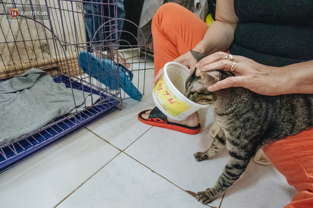 Nhà Mèo và câu chuyện cô chủ nhặt nuôi hàng trăm chú mèo bệnh tật về chăm sóc: Nếu sống, con sẽ được ở lại đây mãi mãi - Ảnh 17.