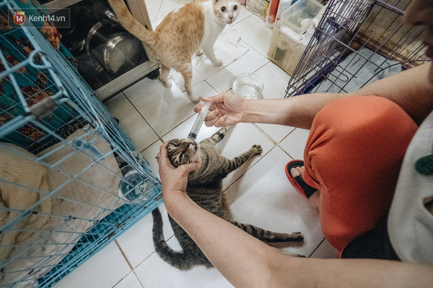 Nhà Mèo và câu chuyện cô chủ nhặt nuôi hàng trăm chú mèo bệnh tật về chăm sóc: Nếu sống, con sẽ được ở lại đây mãi mãi - Ảnh 18.