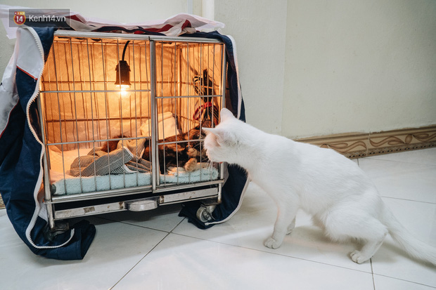 Nhà Mèo và câu chuyện cô chủ nhặt nuôi hàng trăm chú mèo bệnh tật về chăm sóc: Nếu sống, con sẽ được ở lại đây mãi mãi - Ảnh 22.