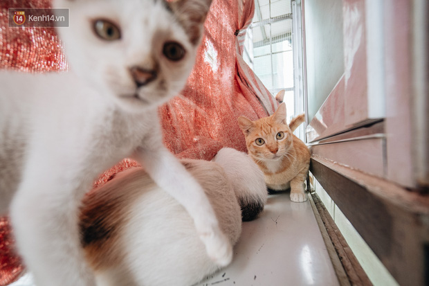 Nhà Mèo và câu chuyện cô chủ nhặt nuôi hàng trăm chú mèo bệnh tật về chăm sóc: Nếu sống, con sẽ được ở lại đây mãi mãi - Ảnh 11.
