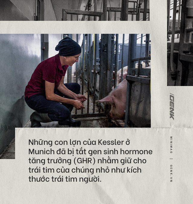 Đọc cuối tuần: Nội tạng từ những con lợn không tên sẽ cứu sống hàng ngàn bệnh nhân tuyệt vọng - Ảnh 12.