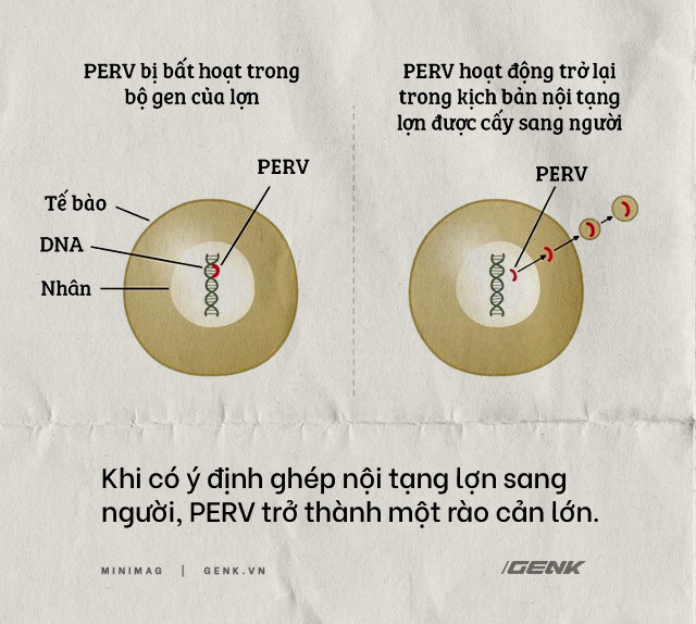 Đọc cuối tuần: Nội tạng từ những con lợn không tên sẽ cứu sống hàng ngàn bệnh nhân tuyệt vọng - Ảnh 7.