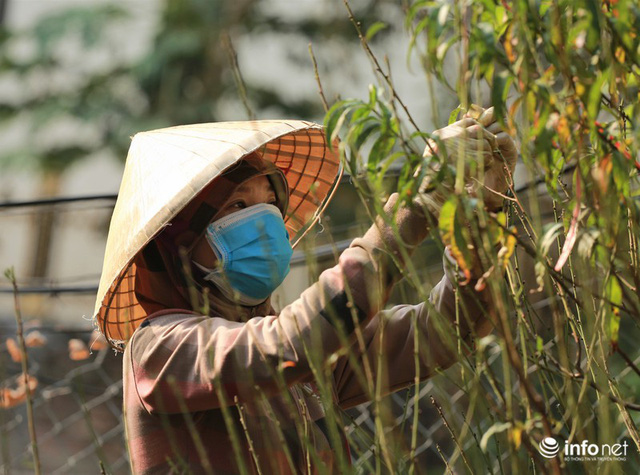  Đào Nhật Tân xuống phố sớm, nhiều tuyến đường Hà Nội đã rộn ràng sắc Xuân  - Ảnh 2.