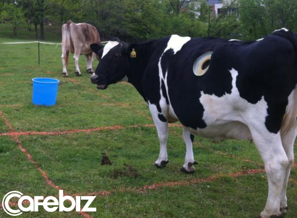 Vì sao nhiều con bò không những không chết mà còn sống khỏe mạnh nhờ bị đục lỗ ngay trên cơ thể? - Ảnh 1. Vì sao nhiều con bò không những không chết mà còn sống khỏe mạnh nhờ bị đục lỗ ngay trên cơ thể? - Ảnh 1.