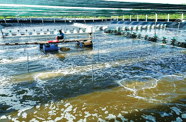 Muốn bỏ điều hòa máy lạnh về làm anh nuôi tôm, PewPew liệu có biết: Nông dân bạc mặt vì dịch bệnh, dễ trắng tay bởi thời tiết và biến đổi khí hậu - Ảnh 2.