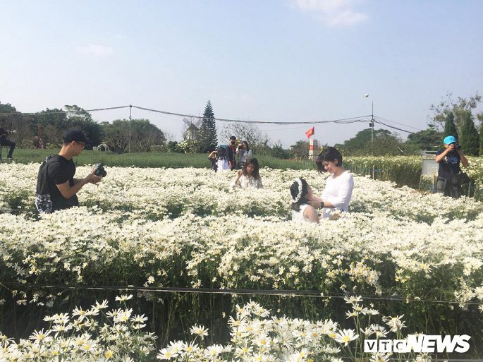 Cúc họa mi chưa nở hết, chủ vườn vẫn dễ dàng hốt bạc triệu - Ảnh 1.