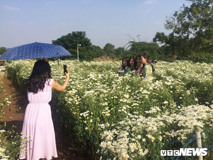 Cúc họa mi chưa nở hết, chủ vườn vẫn dễ dàng hốt bạc triệu - Ảnh 2.