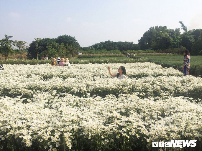 Cúc họa mi chưa nở hết, chủ vườn vẫn dễ dàng hốt bạc triệu - Ảnh 3.