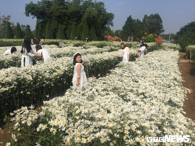 Cúc họa mi chưa nở hết, chủ vườn vẫn dễ dàng hốt bạc triệu - Ảnh 5.