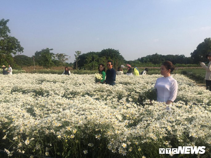 Cúc họa mi chưa nở hết, chủ vườn vẫn dễ dàng hốt bạc triệu - Ảnh 6.