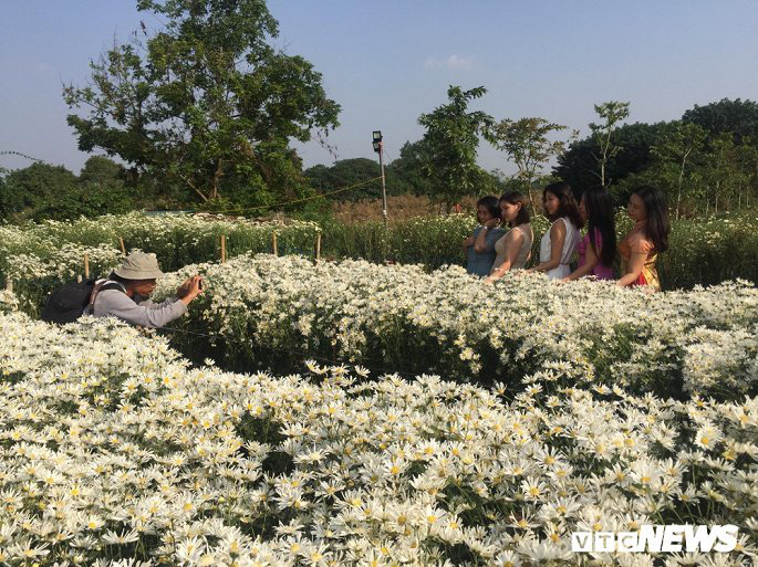 Cúc họa mi chưa nở hết, chủ vườn vẫn dễ dàng hốt bạc triệu - Ảnh 7.