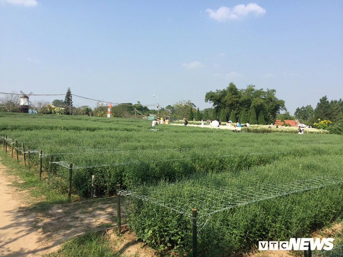 Cúc họa mi chưa nở hết, chủ vườn vẫn dễ dàng hốt bạc triệu - Ảnh 9.