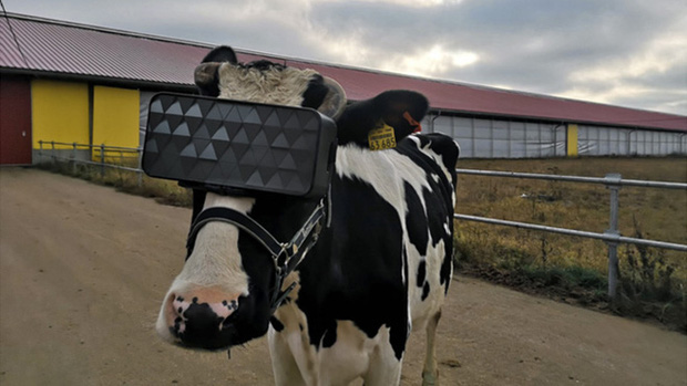 Chuyện lạ ở Nga: Cho bò đeo tai nghe và ngắm cảnh qua kính VR để cải thiện tâm trạng, thu được nhiều sữa hơn - Ảnh 1.
