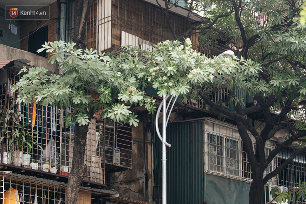 Hoa sữa lại nồng nàn trong từng cơn gió, người Hà Nội ngán ngẩm: Đêm xuống dạo phố cảm giác như bị... tra tấn - Ảnh 18.