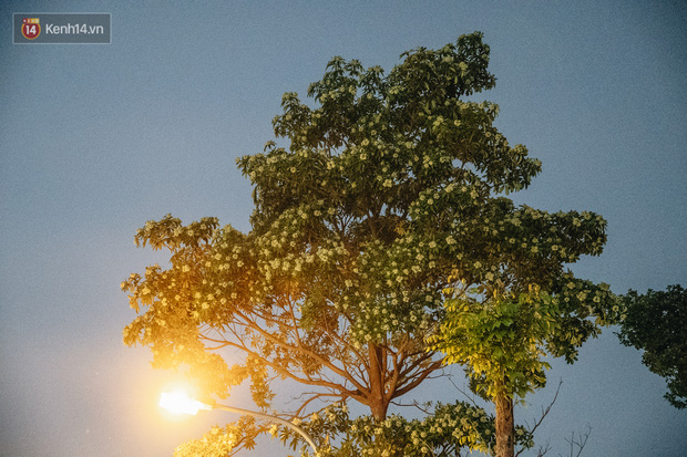 Hoa sữa lại nồng nàn trong từng cơn gió, người Hà Nội ngán ngẩm: Đêm xuống dạo phố cảm giác như bị... tra tấn - Ảnh 21.