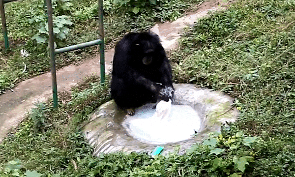  Nhân viên vườn thú bất ngờ khi thấy chú Tinh Tinh ngồi giặt quần áo cho mình